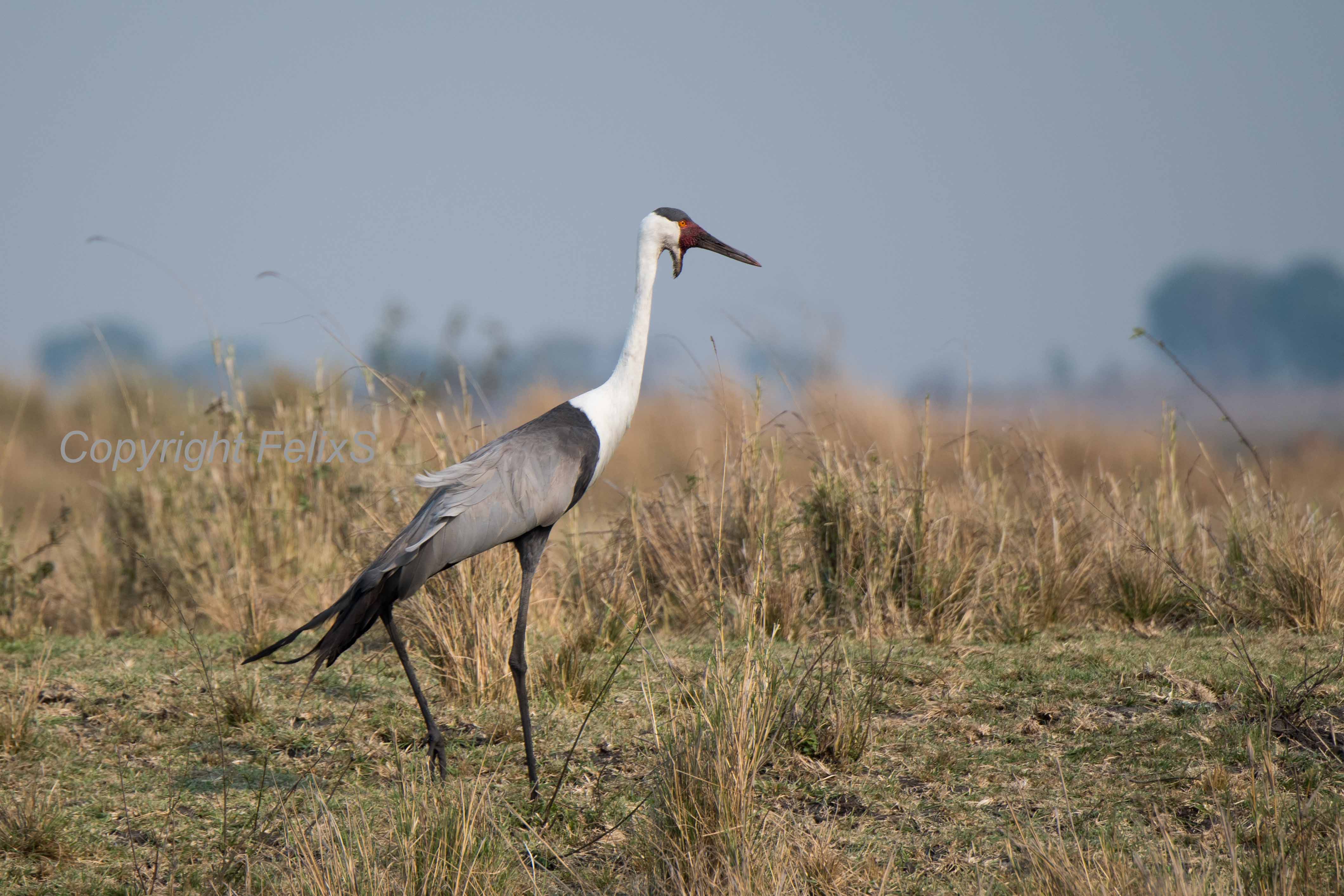 Busanga plains kroonkraanvogel